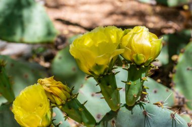 Tucson, Arizona 'da çiçek açan bir kaktüs.