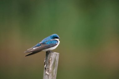 Mavi ve beyaz bir erkek ağaç kırlangıcı direğe tünemiş.