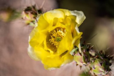 Tucson, Arizona 'da çiçek açan bir kaktüs.