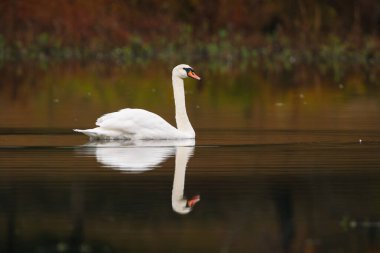 Sakin bir gölette yüzen dilsiz kuğu, görünür bir ayna yansıması...