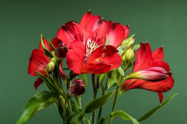 Koyu Yeşil Arkaplanda Kırmızı Alstroemeria Çiçekleri