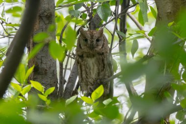 Küçük Baykuş Ağacın dalları arasında
