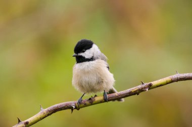 Dikenli bir dala tünemiş küçük bir tavuk.
