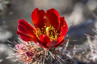 Tucson, Arizona 'da çiçek açan bir kaktüs.