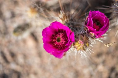 Tucson, Arizona 'da çiçek açan bir kaktüs.