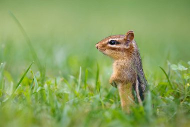 Doğu sincabı çimlerin üzerinde arka ayakları üzerinde duruyor.