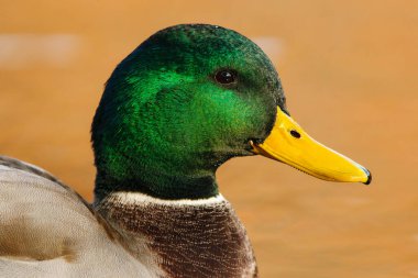Mallard ördeğinin portresi. Tüyleri diken diken olmuş.