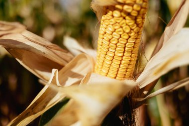 Bir sonbahar günü mısır tarlasında bir kabukta mısırı kapat.