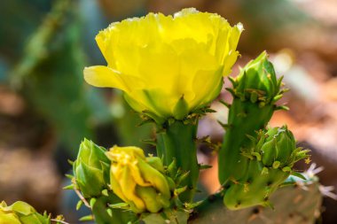 Tucson, Arizona 'da çiçek açan bir kaktüs.