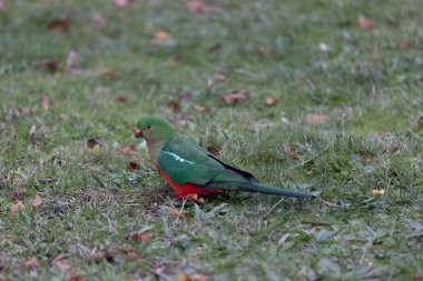Avustralyalı kadın papağan Healesville 'deki çim tarlasında yemek yiyor.