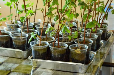 Masadaki plastik bardaklarda bir tepsi bitki. Bitkiler çok küçük.