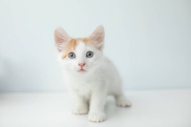 Beyaz arka planda beyaz ve turuncu kedi yavrusu
