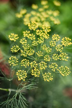 Yaz Bahçesinde Çiçekli Dill 'in Makro Fotoğrafı