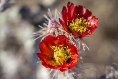 Tucson, Arizona 'da çiçek açan bir kaktüs.