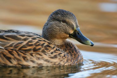 Dişi yaban ördeğinin su damlacıklarıyla yakın plan portresi.