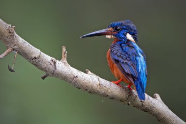Erkek Mavi Kulaklı Kingfisher levreği açıldı.