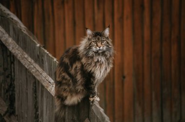 Tabby Maine Rakun Kedisi Ilık Ton Arkaplanlı Bir Çitin Üzerinde Oturuyor