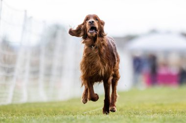 Safkan İrlandalı Yerleşimci Yem Pistinde Koşan Hızlı Köpek Sporu
