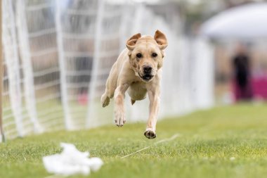 Sarı Labrador Retriever Laboratuvarı Hızlı Koşu Pisti Köpek Sporu