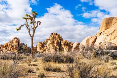 Yalnız Joshua ağacı ve altın kaya oluşumları parlak bir geyiğin altında