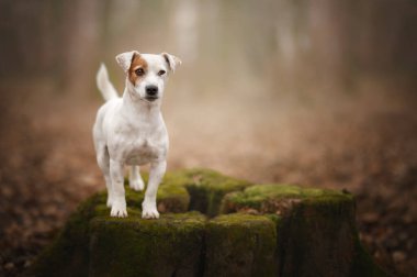 Ağaç kütüğünde yosunlu duran Jack Russell portresi..