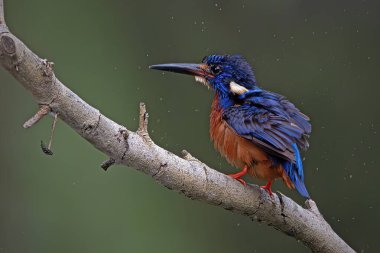 Erkek Mavi Kulaklı Kingfisher levreği açıldı.