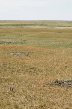 Çorak Topraklar 'daki Robert' s Prairie Dog Town 'da çayır köpekleri.