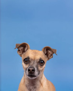 Stüdyoda mavi arka plana bakan bir köpek kafası.