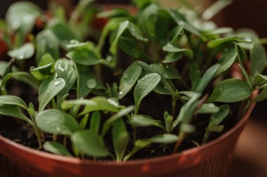 Kahverengi çaydanlıkta filizlenen