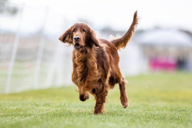 Safkan İrlandalı Yerleşimci Yem Pistinde Koşan Hızlı Köpek Sporu