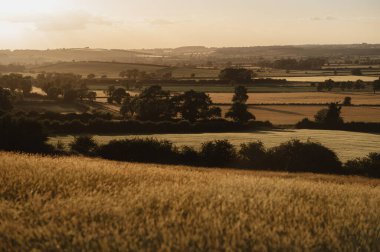 Yeşil ve sarı tarlalara ve tepeden ağaçlara bakın. Gün batımı.