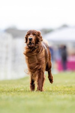 Safkan İrlandalı Yerleşimci Yem Pistinde Koşan Hızlı Köpek Sporu