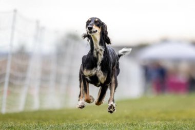 Safkan Saluki Koşu Pistinde Koşan Hızlı Köpek Sporu