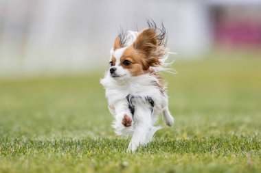 Safkan Papillon Koşan Yem Pisti Koşan Köpek Sporu