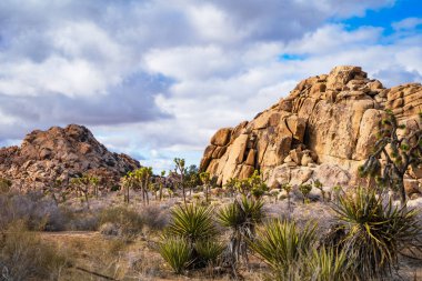 Dikenli Çöl Bitkileri ve Joshua Ağaçlar Dramatik Gökyüzünün Altında