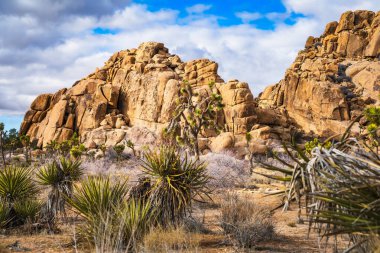 Jagged Rock Formasyonları ve Joshua Ağaçları Çöl Çalıları Arasında