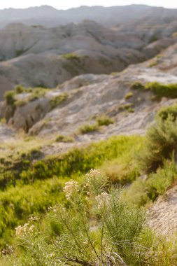 Engebeli Çorak Topraklar 'da yetişen kır çiçekleri....
