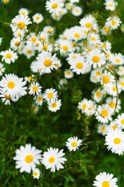 Blooming Oxeye Papatyaları 'nın (Leucanthemum vulgare) G ile yakın çekimi