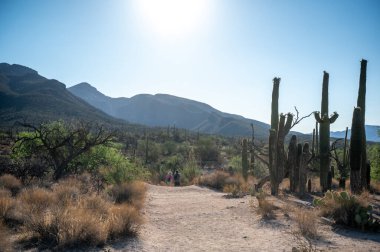 Saguaro Ülkesi 'nde Çöl Yürüyüşü