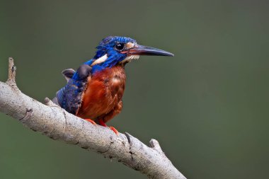 Erkek Mavi Kulaklı Kingfisher levreği açıldı.
