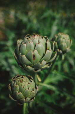 Bir bahçede üç enginar.