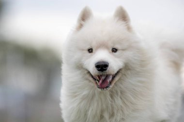 Safkan Samoyed Koşu Alanı Hızlı Koşu Pisti Köpek Sporu