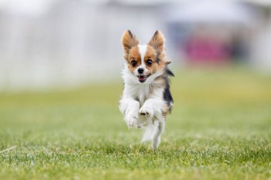 Safkan Papillon Koşan Yem Pisti Koşan Köpek Sporu