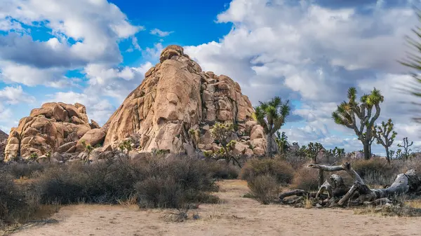 Joshua Trees ile Desert Rock Hill ve Joshua 'da Düşen Dallar