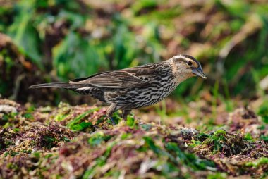 Yetişkin bir dişi kırmızı kanatlı karatavuk, karasağan arasında karasu avlıyor.