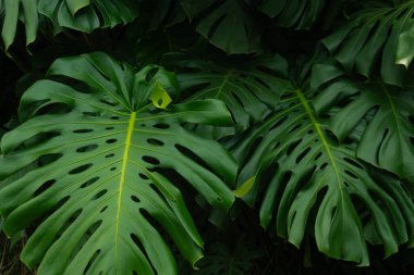 Monstera Deliciosa Yeşillik ve Tropikal Zarafet