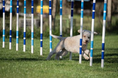 Lagotto Romagnolo çeviklik yarışmalarında koşuyor.