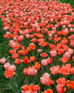 Tamamen çiçek açmış pembe laleler.