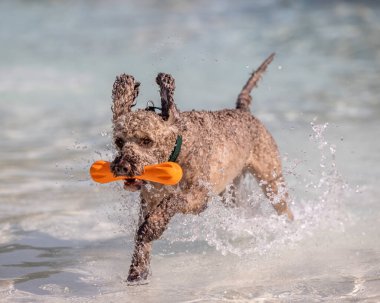 Kıvırcık kaniş ağzında turuncu oyuncakla sığ sularda koşar.