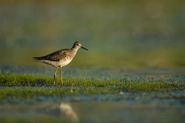 Jamaika Körfezi 'ndeki bir bataklıkta daha az sarı bacaklı avlanıyor.